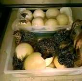 Ostrich - Emu Rhea - peacocks Chicks & Fertile Eggs for sale
