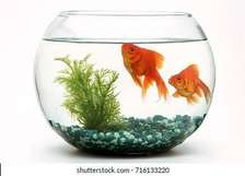 Large fish bowl