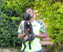 Adorable Black Labrador Retriever Puppies for Sale