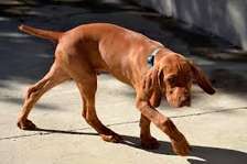 Dog Training at Home - Flexible Scheduling