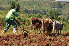 Ox Plough