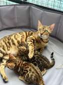 Bengal Cats for  Sale  Adoption in UAE - Kittens