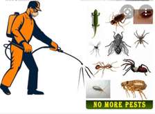 Bed Bug Pest Control Utawala.