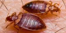 Bedbug Pest Control & Treatment Nairobi-Bed Bug Exterminator
