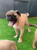 Pugs ready for rehoming