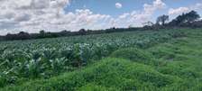 1/4 and Full Acre Plots for sale in Malindi