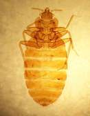 Cockroach, Bed bug, Flies, Ants, Rat & Termite Pest control