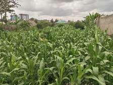 50 by 100 prime plot for sale at Githurai 45.
