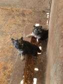 1-3months Siberian Husky *German Shepherd puppy