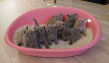 British shorthair kittens seeking for a lovely home.