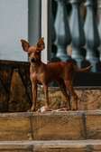 1 year old miniature pinscher - loving dog for sale