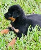 Rottweiler Puppies Black Tan Energetic Companion