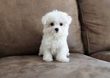 Bichon fries puppies Available