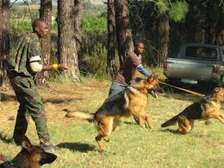 Best Dog Trainer In Nairobi-Professional Dog Training