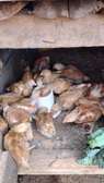 Healthy Baby Chicks for Poultry Farming Start