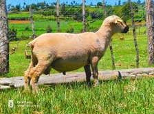 Pure pedigree Hampshire down rams