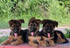 Gsd pups long coat security dogs