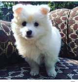 japanese spitz puppies