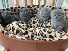 Home Raised Scottish fold kittens