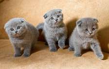 Scottish Fold Kittens for sale.