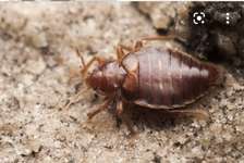 Cockroach Control Embu