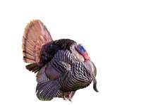 Turkey Raw and Barbequed Meat