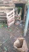 Healthy Piglets for Breeding Strong Growth