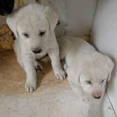 Akbas puppies for sale