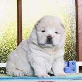 Adorable chow-chow puppy