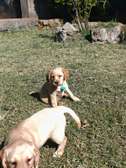 Cream Male and female Labrador retriever puppies