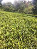 5 acres Tea plantation Kagwe