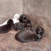 Chocolate labrador