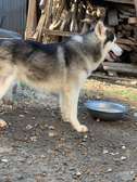 Husky available for rehoming