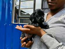 Miniature dachshund