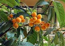 Fruit tree seedlings from imported varieties
