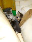British Shorthair mixed kittens