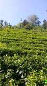 Prime land with tea for sale Muranga Kangari Karinga.