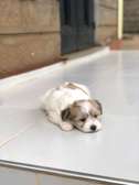 Havanese
