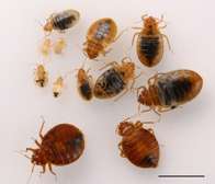 Bed Bug Extermination Dandora/Kasarani/Ruai/Mwiki/Kiambu