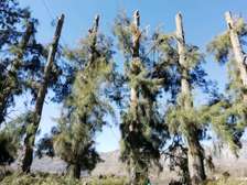 Tree Cutting & Removal - Tree Felling Service Kenya