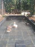 Duck pool and Ponds