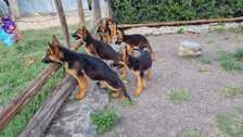 Pedigree German shepherd puppies