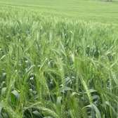 2,000 Acres Irrigated Is Available For Lease in Narok