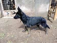 Belgian malinois and Dutch shepherd for rehoming
