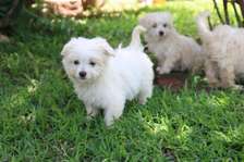 maltese fluffy puppies