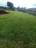 Kikuyu lawn grass