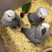 Sweet and lovely hand-reared parrots for sale