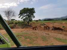 Tsavo West National Park Full Day Tour