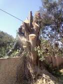 Tree Felling Services - Tree Fellers Near Nairobi