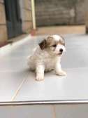 Havanese